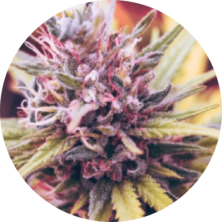 A purple cannabis flower bud, up close